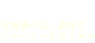 栄養価が高く濃厚なジャージー牛のミルク